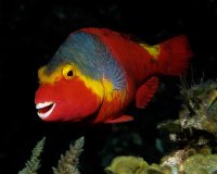Scorpio House Reef