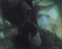 Pecio Isurus