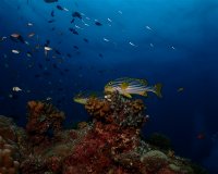 Wall Reef